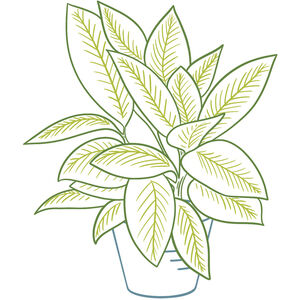 Декоративно-лиственные комнатные растения. Виды и уход. | Elsa-Shop