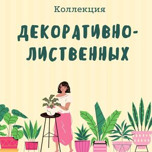 Комнатные растения и цветы в Оренбурге