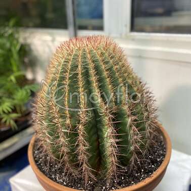 Ферокактус Ferocactus Микс 40/50