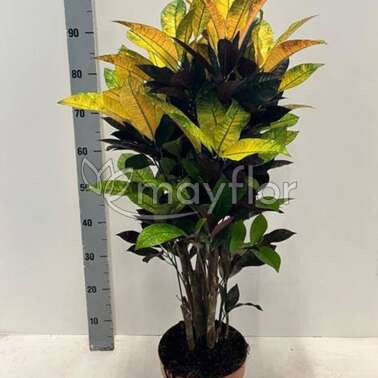 Кодиеум Мисс Айстон Кротон Croton Codiaeum Mrs Iceton 21/90