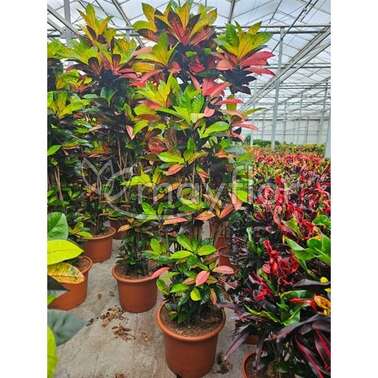 Кодиеум Мисс Айстон Кротон Croton Codiaeum Mrs Iceton 50/230