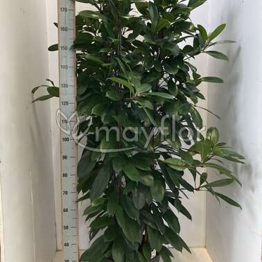 Фикус Циатистипула Cyathistipula 38/190