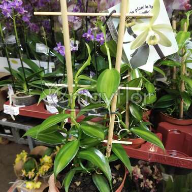 Орхидеи Пестролистные «драгоценности»